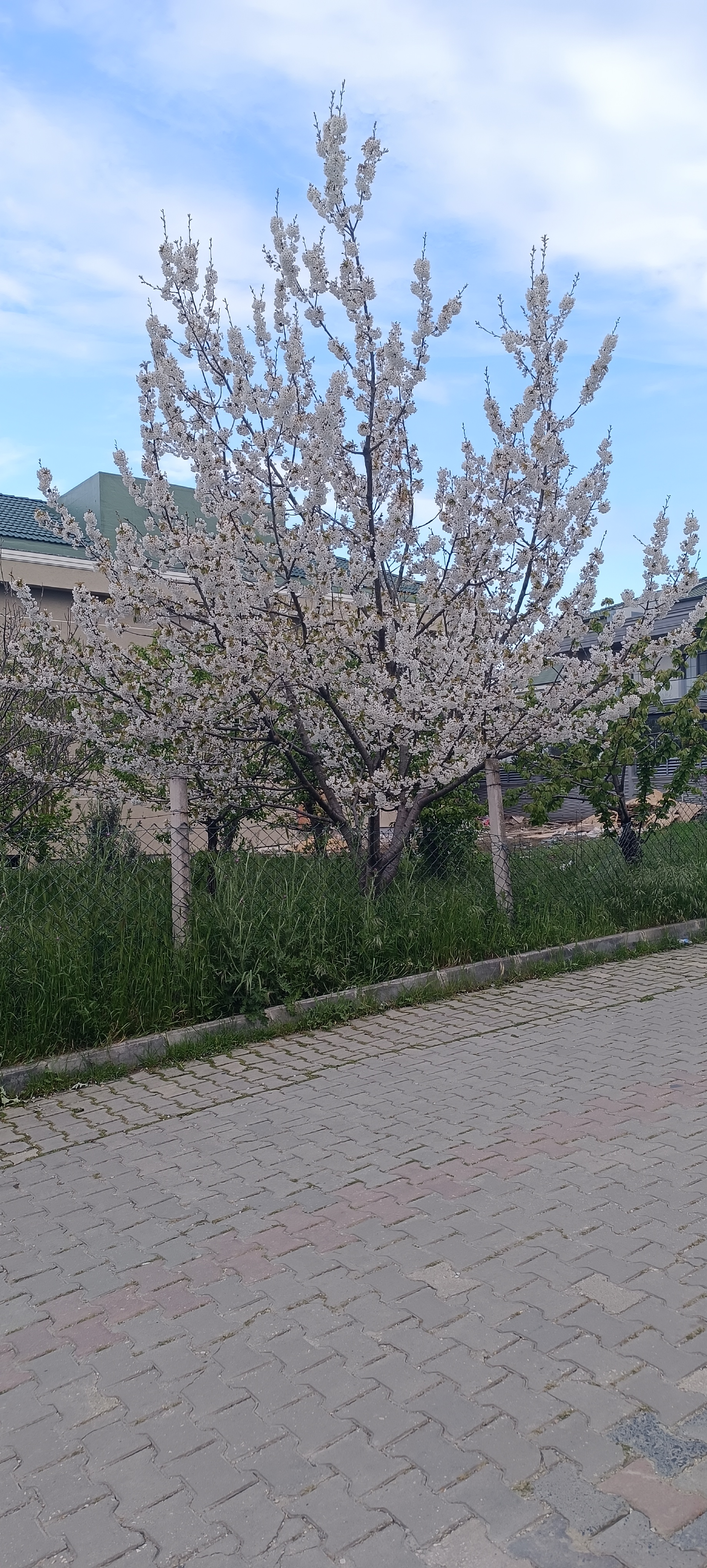Rosaceae profil fotoğrafı