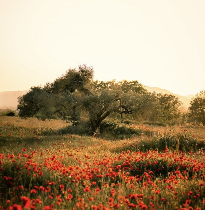 Can BAĞCI kapak fotoğrafı